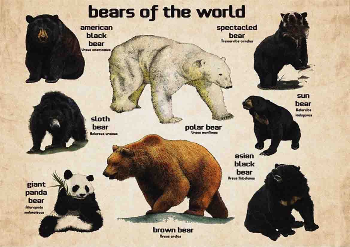 Bear Knowledge Metal Tin Signs Vintage Bears Of The World Posters